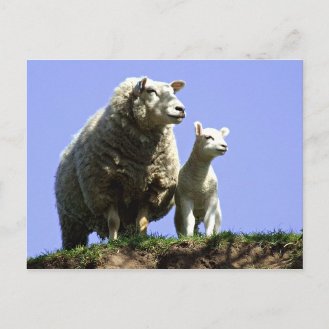 Ewe and Lamb Postcard (Front)