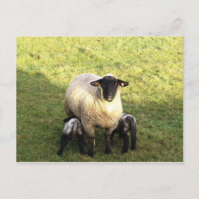 Ewe and lambs postcard (Front)