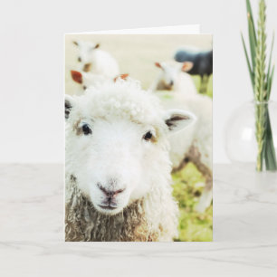 Ewe Cutie Sheep Lamb Country Animal Blank Notecard