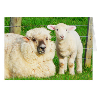 Ewe et agneau