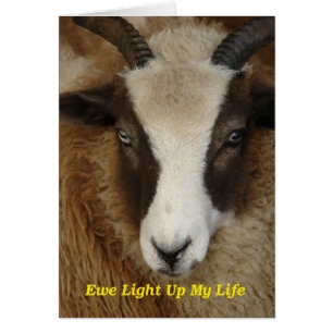 Ewe Light My Life