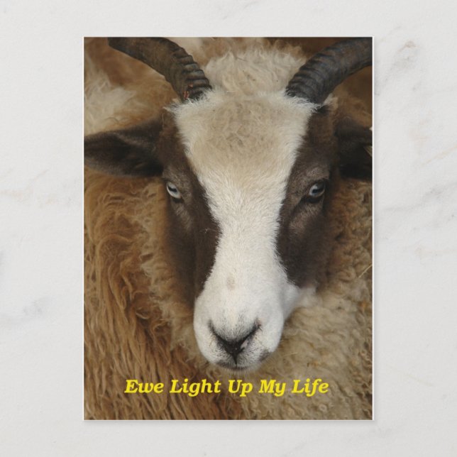 Ewe Light Up My Life Postcard (Front)