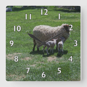 Ewe with Twins Square Wall Clock