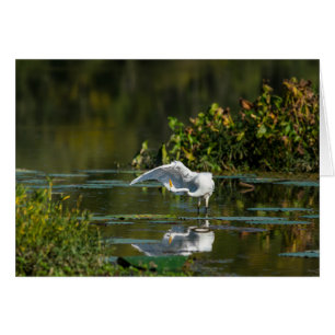 Examen de l'aile Egret