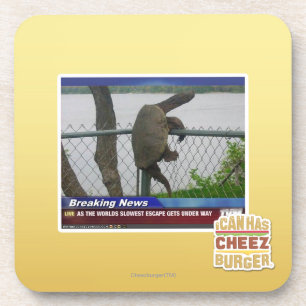 Excaping Turtle Coaster