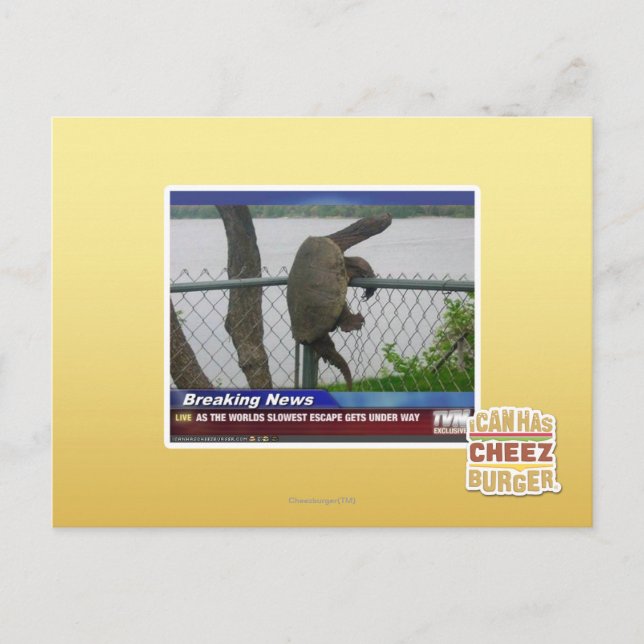 Excaping Turtle Postcard (Front)