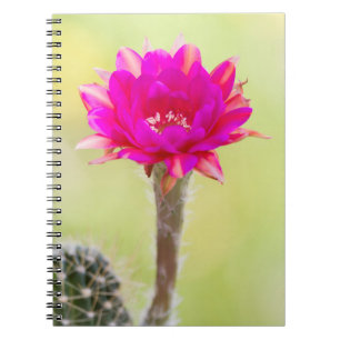 Exciting Antimatter Cactus Bloom Notebook
