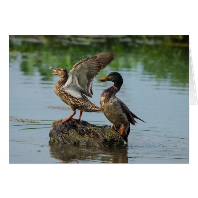 Excuse Me (Front Horizontal)