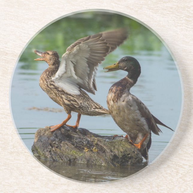 Excuse Me Coaster (Front)