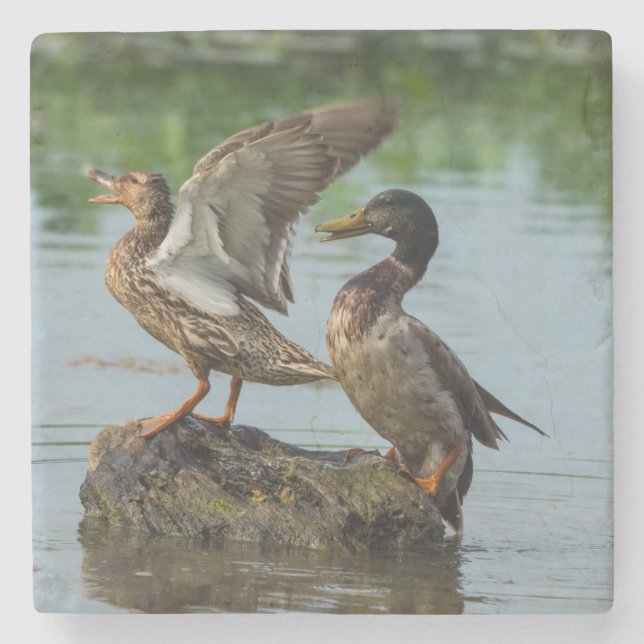Excuse Me Stone Coaster (Front)