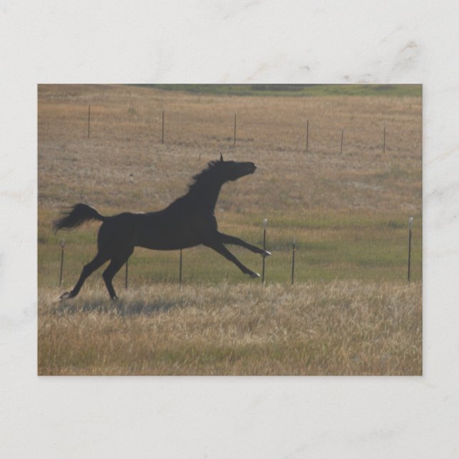 Exécuter avec la carte postale Vent (Devant)