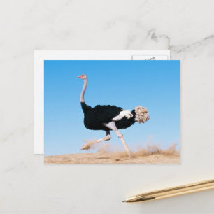 Exécuter la carte postale Ostrich Run