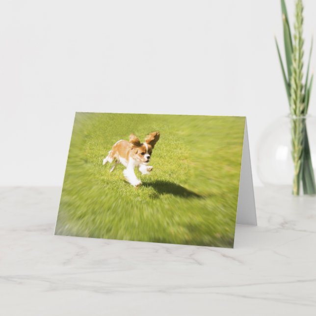 Exécutez Puppy Run Dans la carte de voeux de triag (Devant)