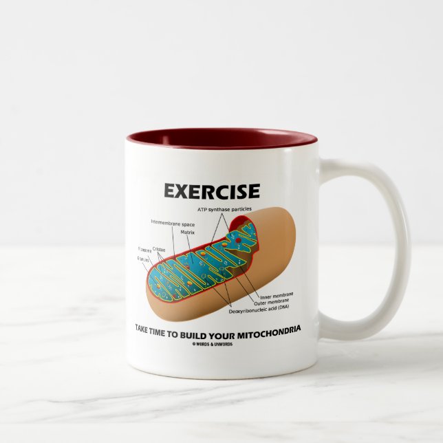 Exercise Take Time To Build Your Mitochondria Two-Tone Coffee Mug (Right)