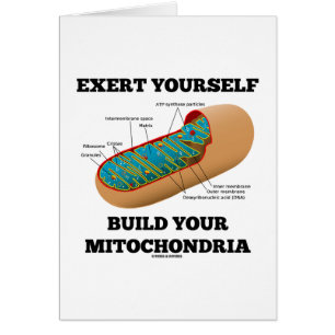 Exert Yourself Build Your Mitochondria