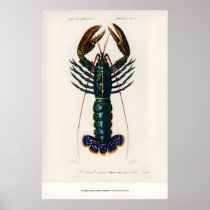 Exhibition Art Print Charles dOrbigny Crimson