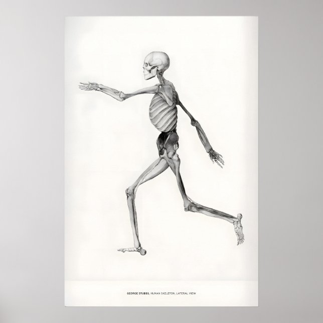 Exhibition Art Print George Stubbs Human Skeleton (Front)
