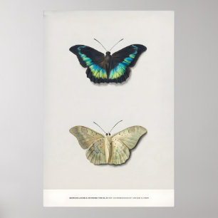 Exhibition Art Print Georgius van Os Two