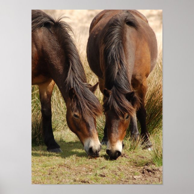 Exmoor Ponies Poster (Front)