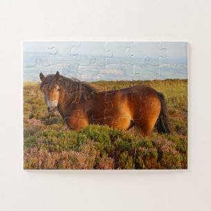 Exmoor pony, horse, Somerset, England Jigsaw Puzzle