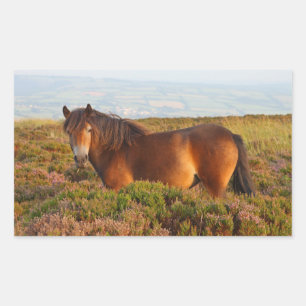 Exmoor pony, horse, Somerset, England Sticker