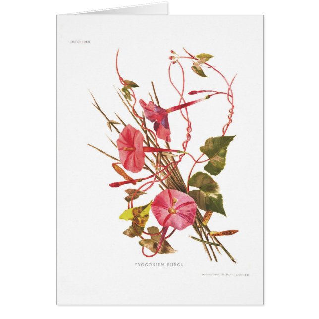 Exogonium purga (Ipomoea purga) (Front)