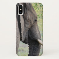 Exotic African Grey Elephant