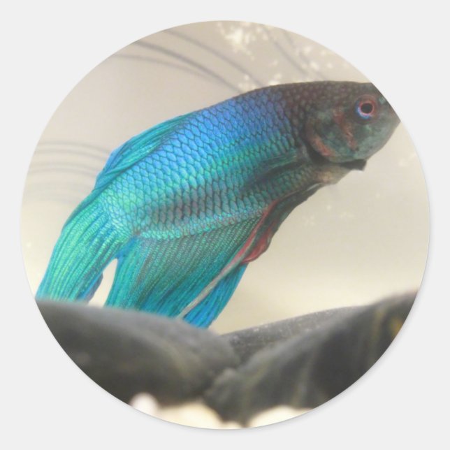 Exotic Betta Fish Closeup Classic Round Sticker (Front)