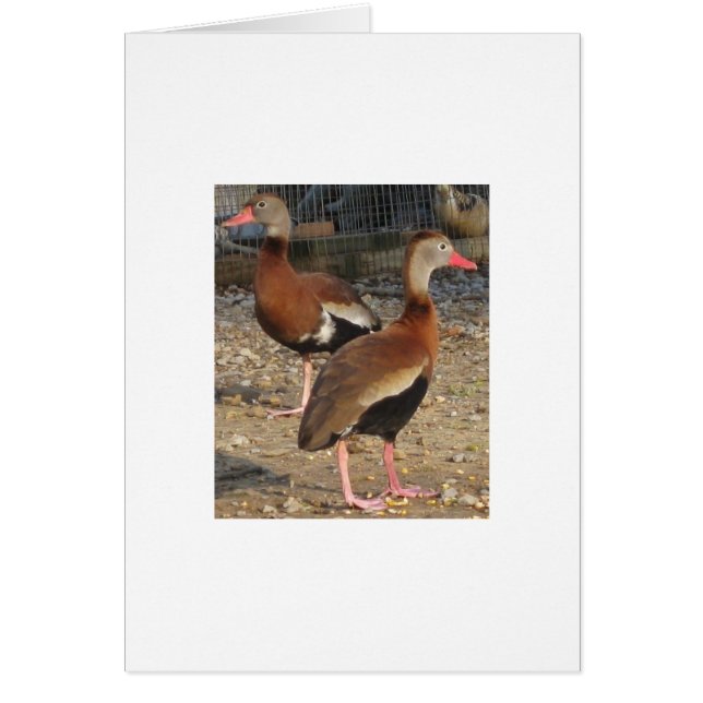 Exotic Black Belly Tree Ducks (Front)