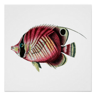 Exotic colourful fish poster