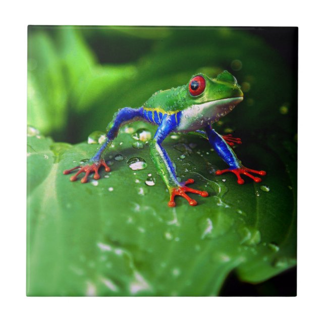 Exotic Colourful Frog Leaf Tile (Front)