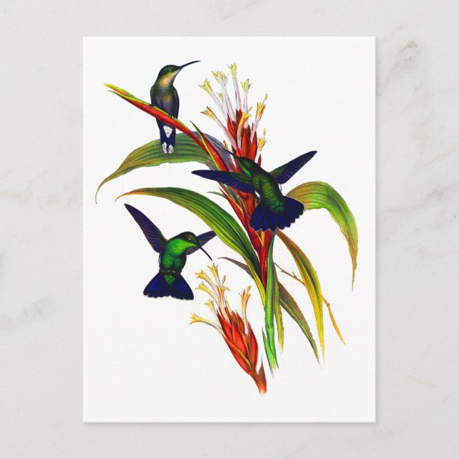 Exotic Colourful Hummingbirds Postcard (Front)