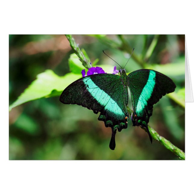 Exotic Emerald  Swallowtail (Front Horizontal)