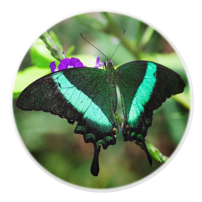 Exotic Emerald  Swallowtail Ceramic Knob (Front)