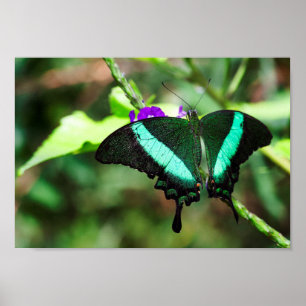 Exotic Emerald  Swallowtail Poster