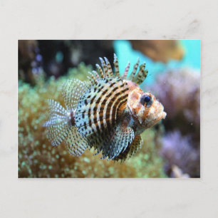 Exotic fish postcard