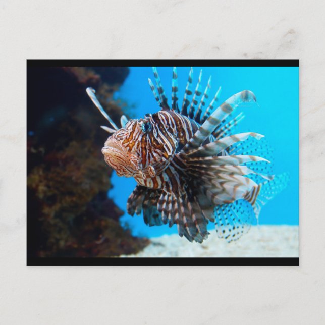 exotic fish postcard (Front)