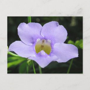 Exotic Flower Postcard