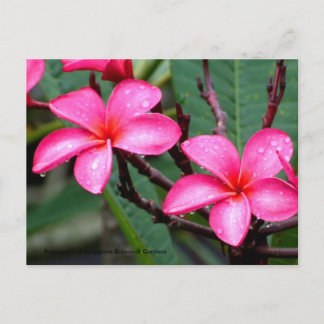 Exotic Flowers, Frangipani at Singapore Botanic... Postcard