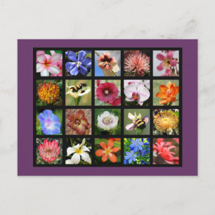 Exotic Flowers from Around the World Postcard