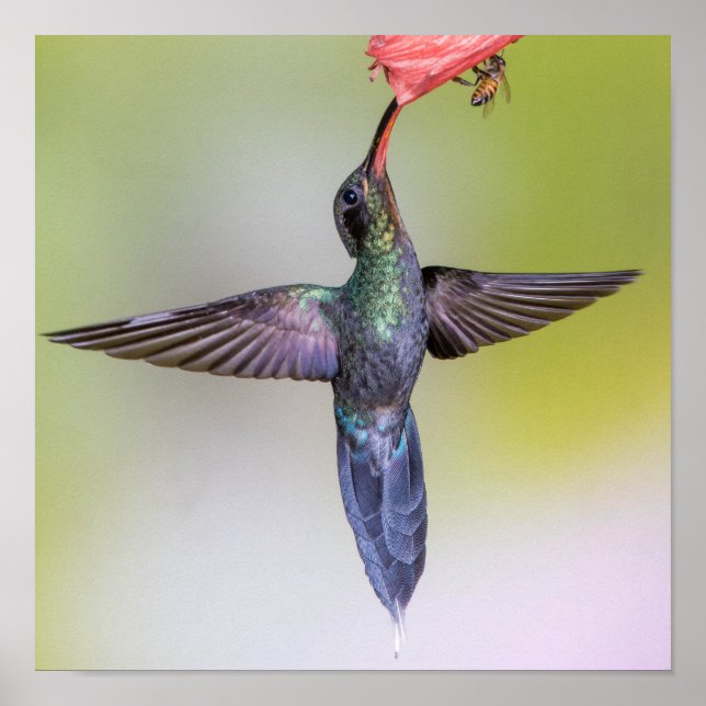 Exotic Hummingbird Feeding with Wings Open & Bee Poster (Front)