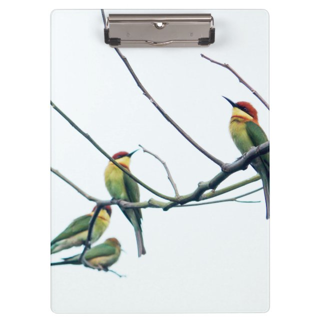 Exotic Indian kerala Bee-Eater Birds on Branch Clipboard (Front)