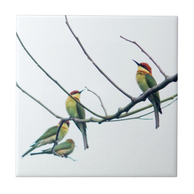 Exotic Indian kerala Bee-Eater Birds on Branch Tile (Front)