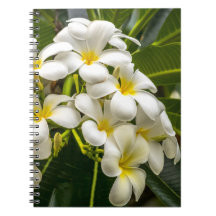 Exotic Island Plumeria Notebook