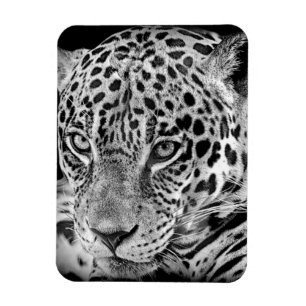Exotic Jaguar Magnet