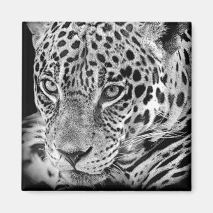 Exotic Jaguar Magnet