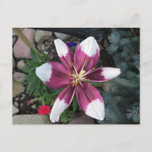 Exotic Lily Postcard