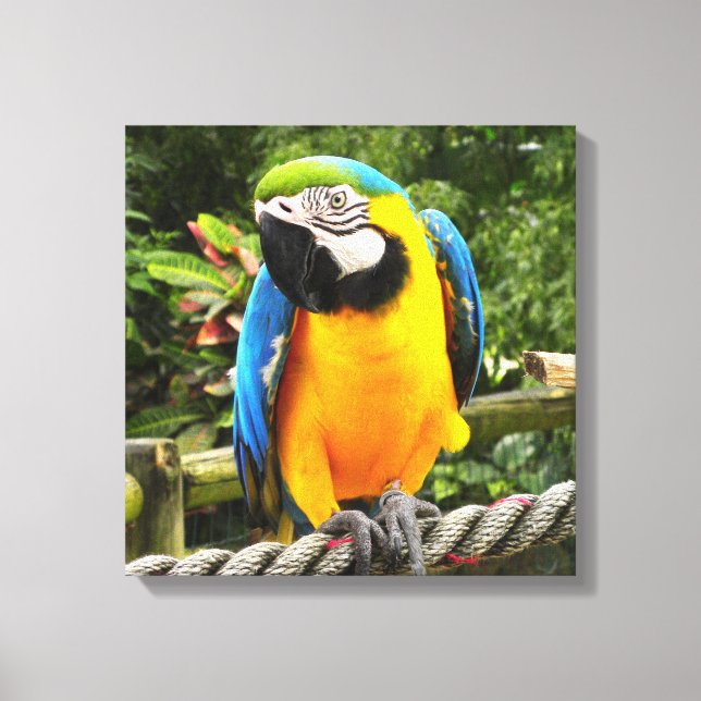 Exotic Macaw Parrot Canvas Print (Front)