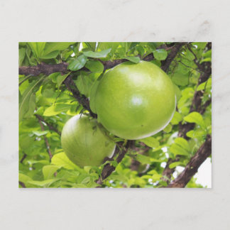 Exotic Maja fruits Postcard