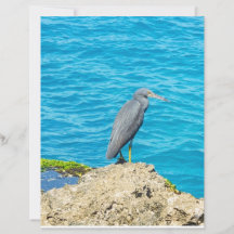 Exotic Pacific Reef Heron on Coastal Rocks Ocean P